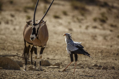 View of birds on field