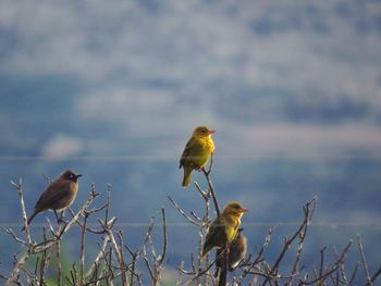 Birds perching on a plant