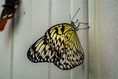 Close-up of butterfly on wall