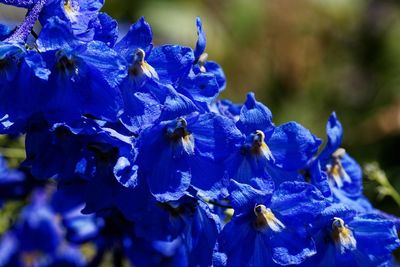 Close-up of raindrops on purple flowering plant