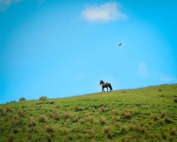 Galloping horse accompanied by flying bird on a clear sunny day