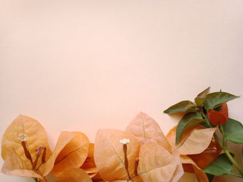 Close-up of leaves on table against white background