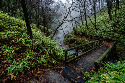 Footbridge amidst trees in forest