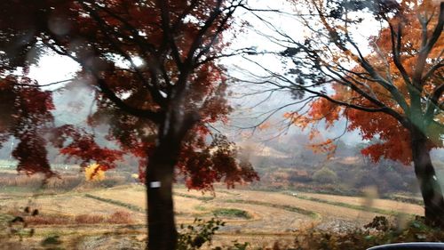 Trees on landscape during autumn