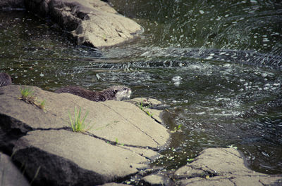 Otter by rocks in lake