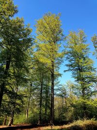 Low angle view of trees in forest against sky