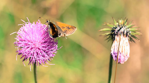 Close-up of butterfly pollinating on purple flower