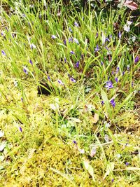 Close-up of plants growing on field