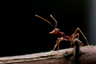 Close-up of insect on wood