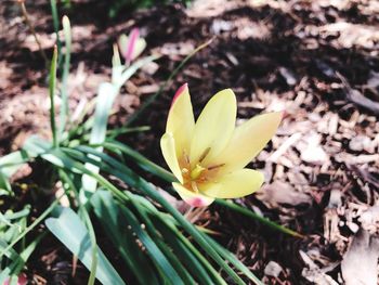 Close-up of yellow crocus flower on field