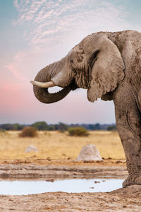 Side view of elephant on land against sky
