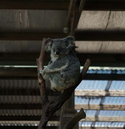 Low angle view of sitting on railing at zoo