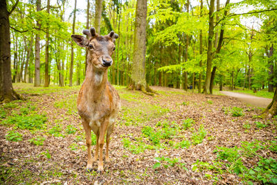 Portrait of horse in forest