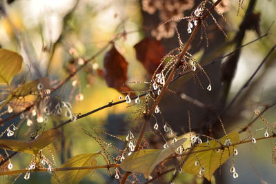 Close-up of dry leaves on branch