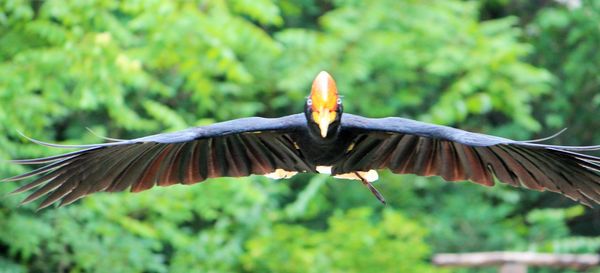 Close-up of bird flying against blurred background