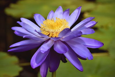 Close-up of purple flower