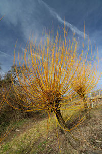 Close-up of dry plant on field against sky