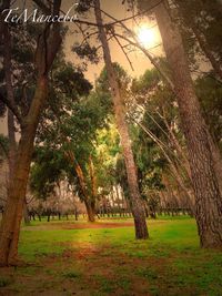 Scenic view of grassy field against sky