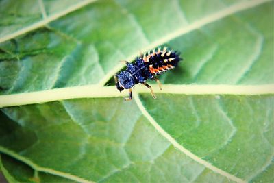 Close-up of larva on leaf