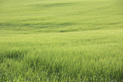 Scenic view of wheat field