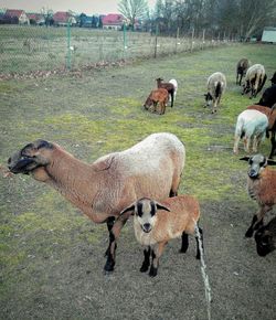 View of sheep on field