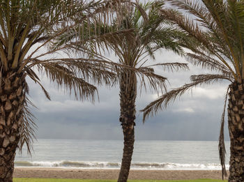 Palm trees by sea against sky