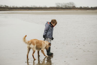 View of a dog on the beach