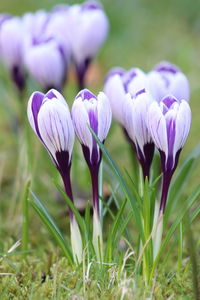 Close-up of purple crocus flowers on field