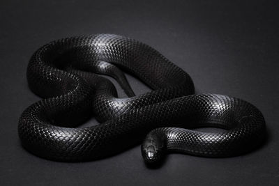 Mexican black kingsnake curled up on a black background