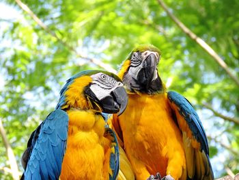 Low angle view of gold and blue macaw perching on tree