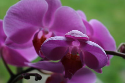 Close-up of pink flower