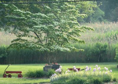 View of birds on grassy field