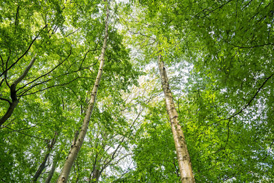 Low angle view of bamboo trees in forest