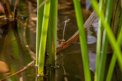 Close-up of frog in lake