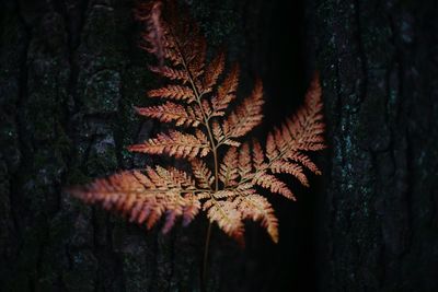 Close-up of tree