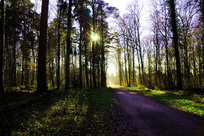 Road amidst trees in forest
