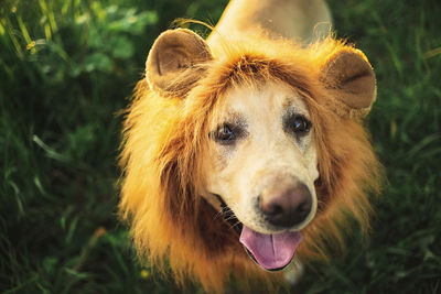 Close-up portrait of a dog on field