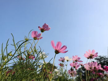 Close-up of pink cosmos flowers against clear sky