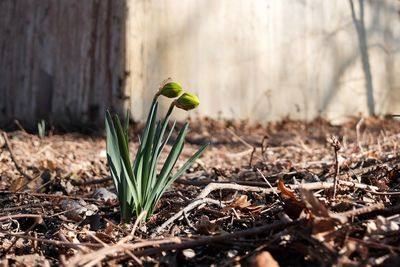 Close-up of plant growing on field