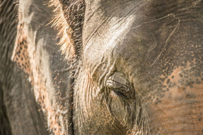 Close-up of elephant