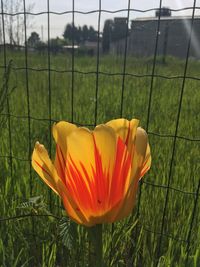 Close-up of tulip flower on field