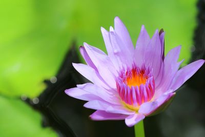 Close-up of pink water lily