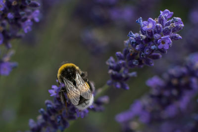 Close-up of bee on flower