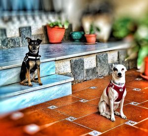 Portrait of dog sitting outdoors