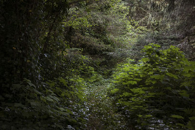 View of trees in forest