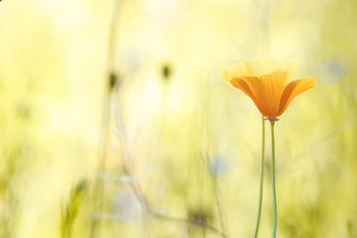 Close-up of yellow flowering plant on field