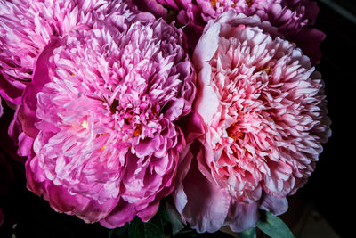 Close-up of pink roses