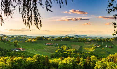 South styria vineyards landscape, near gamlitz, austria, europe. grape hills view from wine road