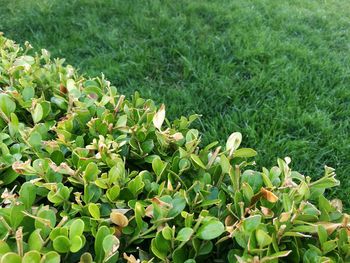 Close-up of plants growing in field