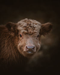 Portrait of cow